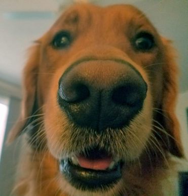 27972521_10213801622967238_7925398791510504235_n