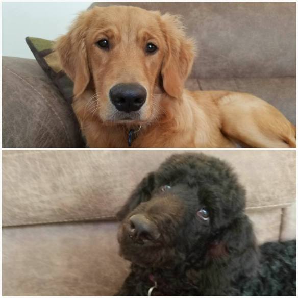 17352444_10210961316601354_2013275025897034098_n