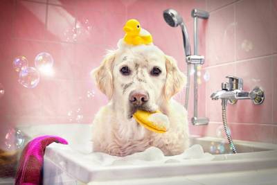 oIlsjR6SL3EIru4d4xGg