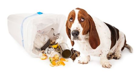 How-to-keep-your-dog-from-raiding-the-trash